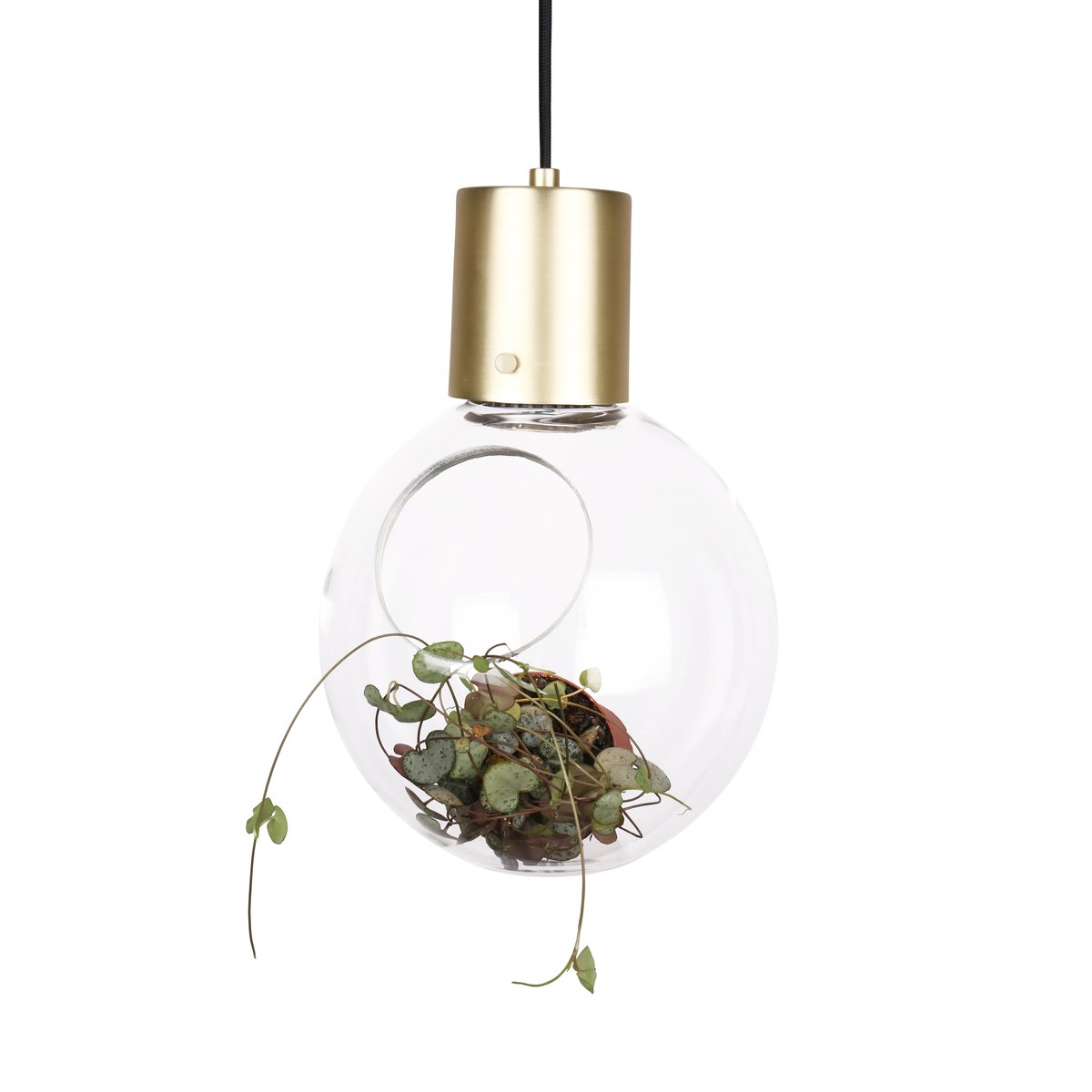 Globen Lighting Mini Hole ceiling lamp clear-brass