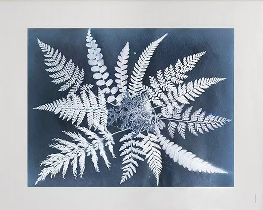 Fine Little Day Fern star Poster 40 x 50cm