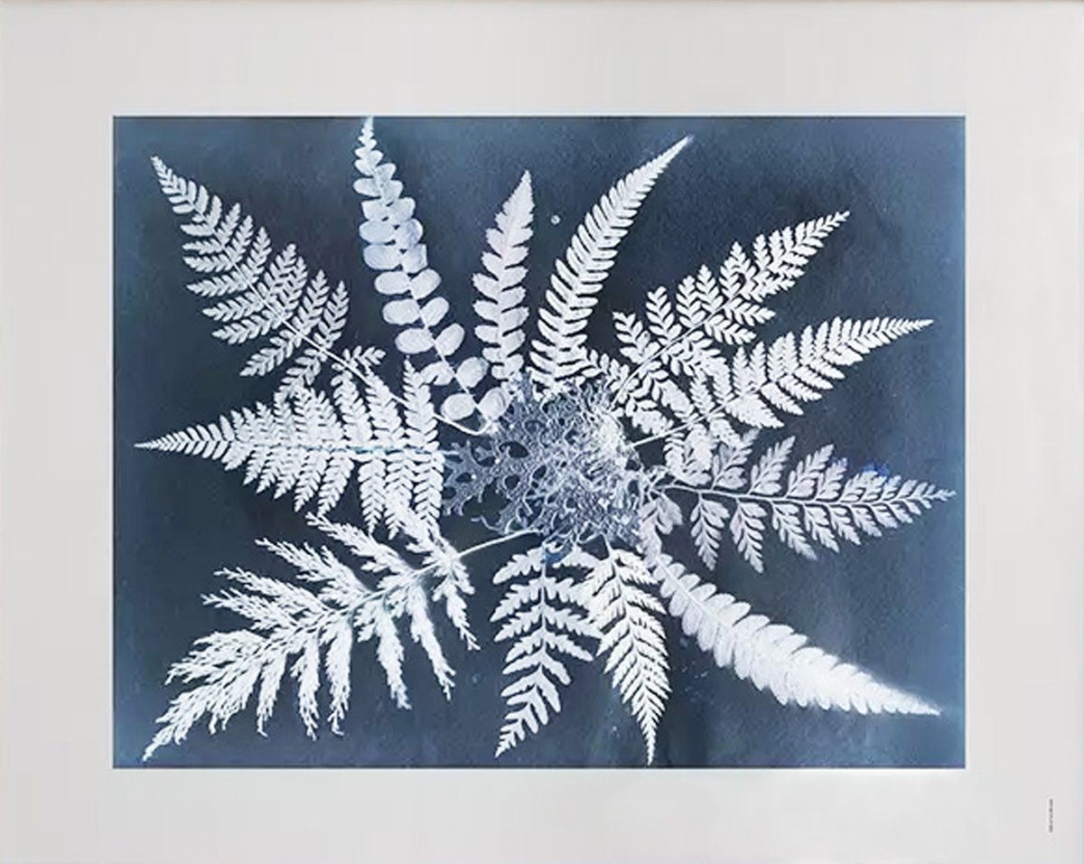 Fine Little Day Fern star Poster 40 x 50cm